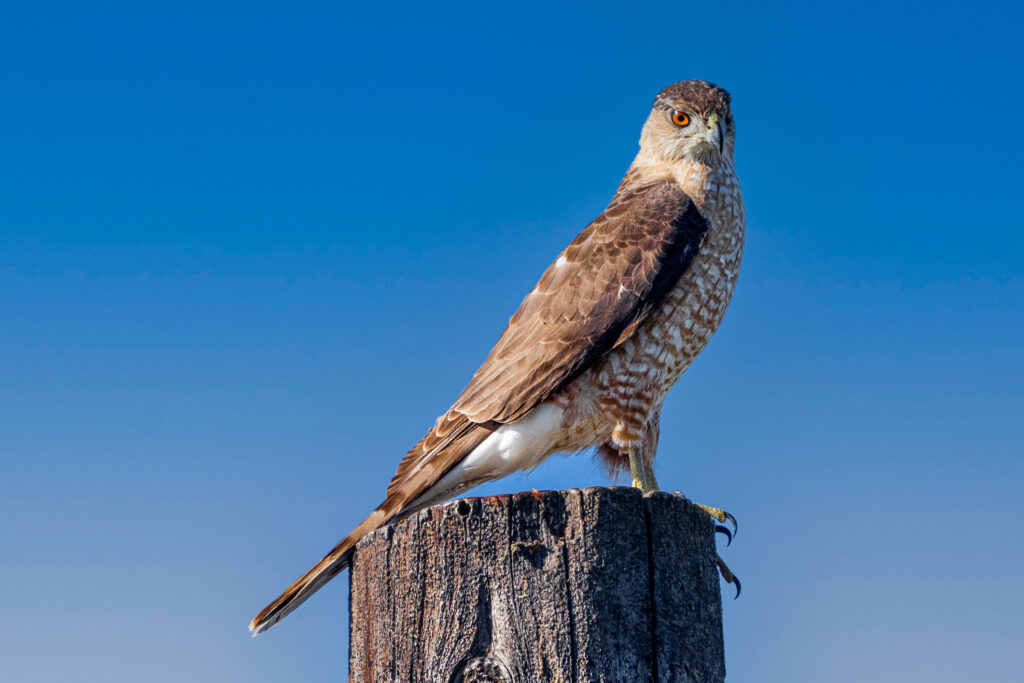 Hawk on stump