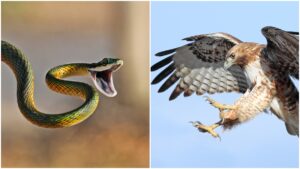 Snake and Hawk
