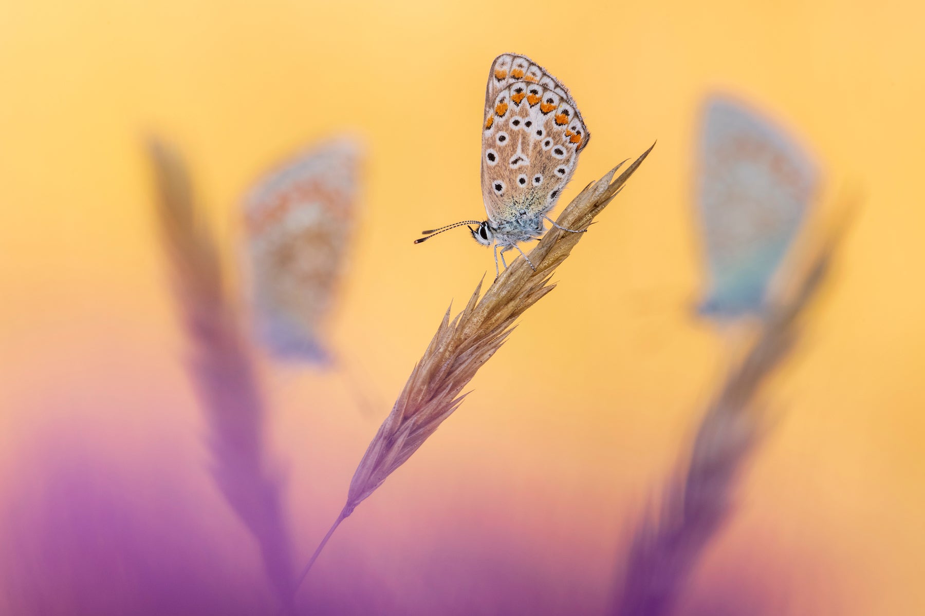 a white and orange butterfly sits on a piece of grass